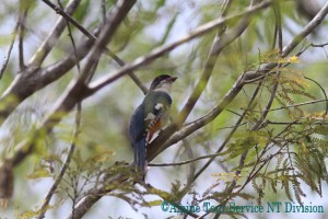 キューバキヌバネドリ　Cuban Trogon